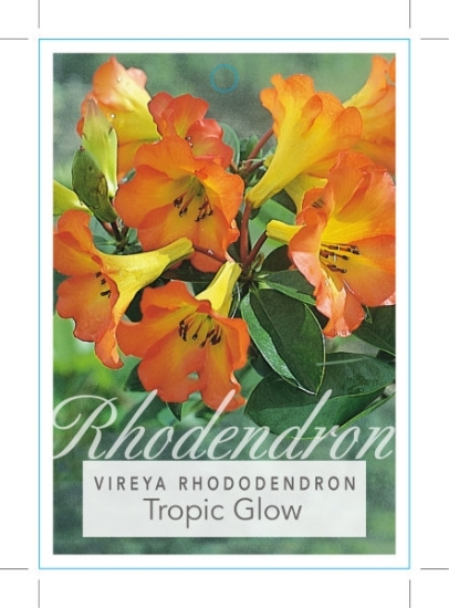 Picture of RHODODENDRON VIREYA TROPIC GLOW                                                                                                                       