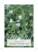 Picture of HOUSEPLANT GIBASIS GENICULATA TAHITIAN BRIDAL VEIL                                                                                                    