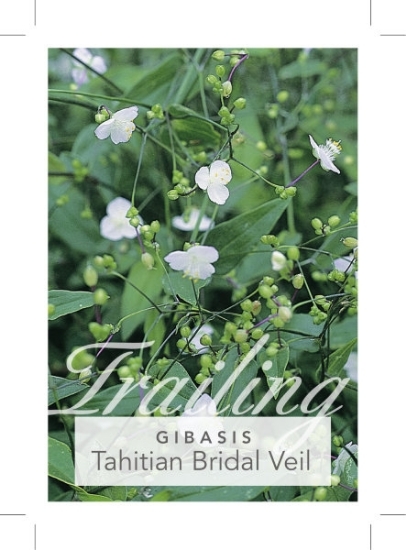 Picture of HOUSEPLANT GIBASIS GENICULATA TAHITIAN BRIDAL VEIL                                                                                                    