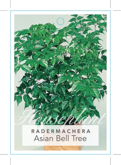 Picture of RADERMACHERA SINICA ASIAN BELL TREE                                                                                                                   