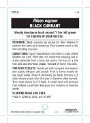 Picture of FRUIT CURRANT BLACK Ribes nigrum                                                                                                                      