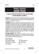 Picture of **FRUIT PEACH DWARF                                                                                                                                   