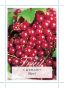 Picture of FRUIT CURRANT RED Ribes rubrum                                                                                                                        