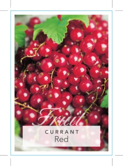Picture of FRUIT CURRANT RED Ribes rubrum                                                                                                                        
