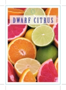 Picture of FRUIT CITRUS DWARF                                                                                                                                    