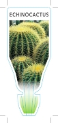 Picture of CACTUS ECHINOCACTUS                                                                                                                                   