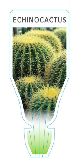Picture of CACTUS ECHINOCACTUS                                                                                                                                   