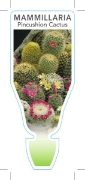 Picture of CACTUS MAMMILLARIA PINCUSHION CACTUS                                                                                                                  
