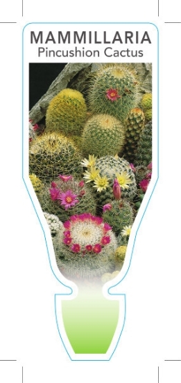 Picture of CACTUS MAMMILLARIA PINCUSHION CACTUS                                                                                                                  