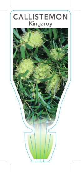 Picture of CALLISTEMON FORMOSUS KINGAROY                                                                                                                         