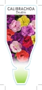 Picture of ANNUAL CALIBRACHOA DOUBLE (Calibrachoa x hybrida)                                                                                                     