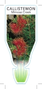 Picture of CALLISTEMON PEARSONII MIMOSA CREEK                                                                                                                    