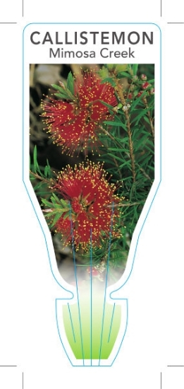 Picture of CALLISTEMON PEARSONII MIMOSA CREEK                                                                                                                    