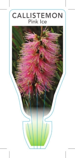 Picture of CALLISTEMON PINK ICE                                                                                                                                  