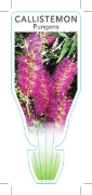 Picture of CALLISTEMON PUNGENS                                                                                                                                   