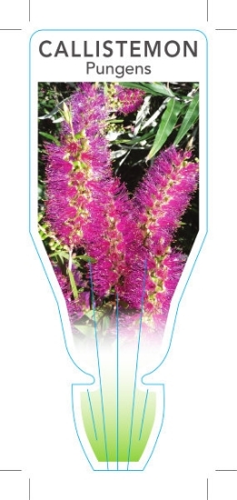 Picture of CALLISTEMON PUNGENS                                                                                                                                   