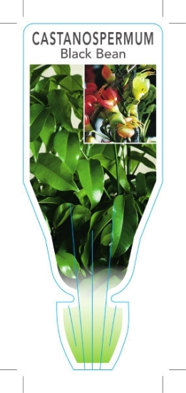 Picture of CASTANOSPERMUM AUSTRALE                                                                                                                               