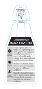 Picture of CASTANOSPERMUM AUSTRALE                                                                                                                               