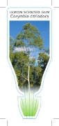 Picture of CORYMBIA CITRIODORA (SYN EUCALYPTUS CITRIODORA)                                                                                                       