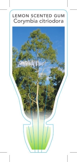 Picture of CORYMBIA CITRIODORA (SYN EUCALYPTUS CITRIODORA)                                                                                                       