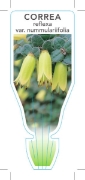 Picture of CORREA REFLEXA VAR NUMMULARIIFOLIA                                                                                                                    