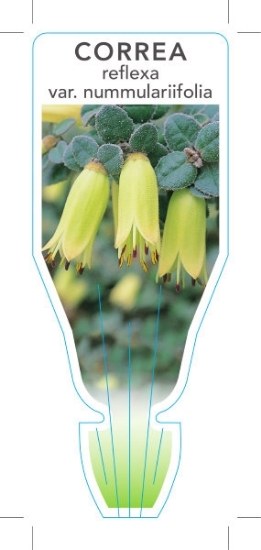 Picture of CORREA REFLEXA VAR NUMMULARIIFOLIA                                                                                                                    