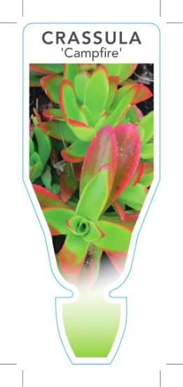 Picture of SUCCULENT CRASSULA CAPITELLA CAMPFIRE                                                                                                                 