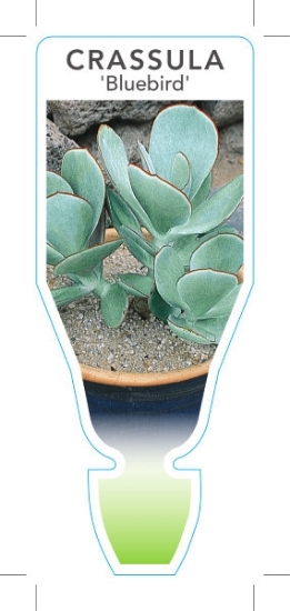 Picture of SUCCULENT CRASSULA BLUEBIRD                                                                                                                           