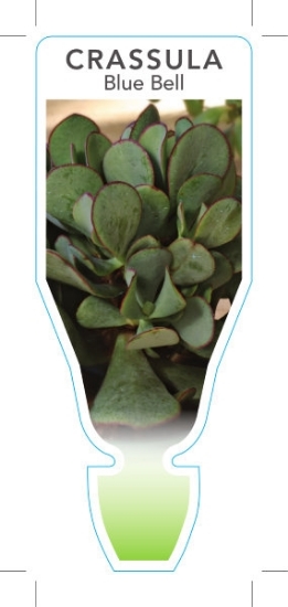 Picture of SUCCULENT CRASSULA OVATA BLUE BELL                                                                                                                    