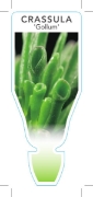Picture of SUCCULENT CRASSULA OVATA GOLLUM                                                                                                                       