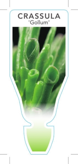Picture of SUCCULENT CRASSULA OVATA GOLLUM                                                                                                                       