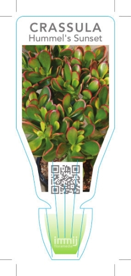 Picture of SUCCULENT CRASSULA OVATA HUMMELS SUNSET                                                                                                               