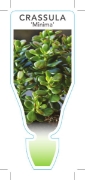 Picture of SUCCULENT CRASSULA OVATA MINIMA                                                                                                                       