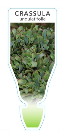Picture of SUCCULENT CRASSULA UNDULATIFOLIA                                                                                                                      