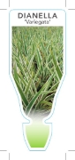 Picture of DIANELLA REVOLUTA VARIEGATA                                                                                                                           