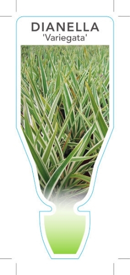 Picture of DIANELLA REVOLUTA VARIEGATA                                                                                                                           