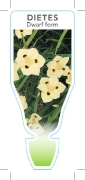 Picture of DIETES BICOLOR DWARF FORM                                                                                                                             