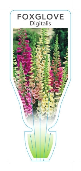 Picture of ANNUAL DIGITALIS FOXGLOVE (Digitalis sp)                                                                                                              
