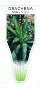 Picture of HOUSEPLANT DRACAENA REFLEXA MALAY STRIPE                                                                                                              