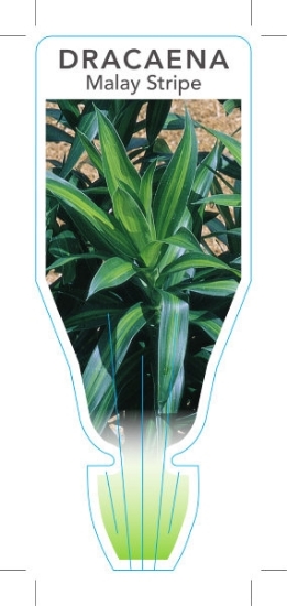 Picture of HOUSEPLANT DRACAENA REFLEXA MALAY STRIPE                                                                                                              
