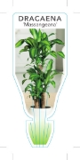 Picture of **HOUSEPLANT DRACAENA FRAGRANS MASSANGEANA                                                                                                            