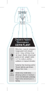Picture of **HOUSEPLANT DRACAENA FRAGRANS MASSANGEANA                                                                                                            