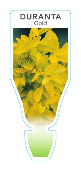 Picture of DURANTA REPENS GOLD FORM                                                                                                                              