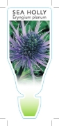 Picture of ERYNGIUM PLANUM SEA HOLLY                                                                                                                             