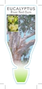 Picture of EUCALYPTUS CAMALDULENSIS RIVER RED GUM                                                                                                                
