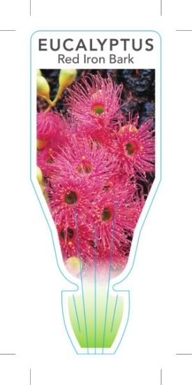 Picture of EUCALYPTUS SIDEROXYLON ROSEA RED IRON BARK                                                                                                            