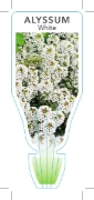 Picture of ANNUAL ALYSSUM WHITE (Lobularia maritima)                                                                                                             