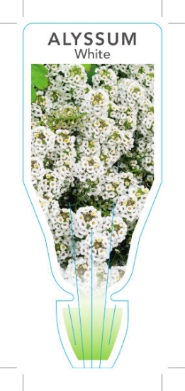 Picture of ANNUAL ALYSSUM WHITE (Lobularia maritima)                                                                                                             