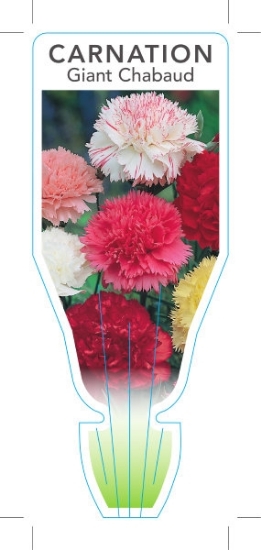 Picture of ANNUAL CARNATION GIANT CHABAUD (Dianthus carophyllus)                                                                                                 