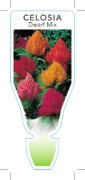 Picture of ANNUAL CELOSIA DWARF MIX (Celosia plumosa)                                                                                                            